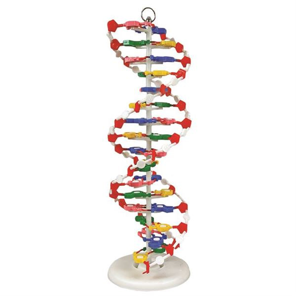 Heavy-Duty Task-Focused Dna Model (One Model, Unassembled) for Biology Work | DNAM03-U