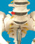 Laboratory Workflow-Specific Human Skeleton Model, Life-Sized | HSLS01