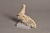 Scientific Application-Specific Human Foot Model | United Scientific HUFT01 | HUFT01