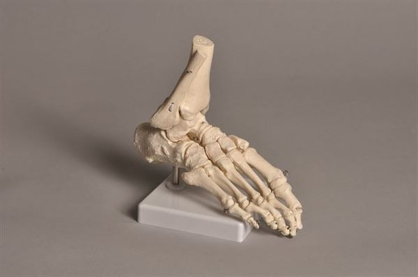 Scientific Application-Specific Human Foot Model | United Scientific HUFT01 | HUFT01