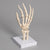 Technical Laboratory Task-Focused Human Hand Model | HUHN01
