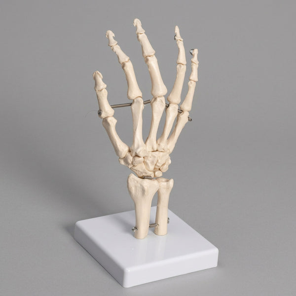 Technical Laboratory Task-Focused Human Hand Model | HUHN01