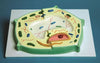Laboratory Instructional Plant Cell Model | MBPC01