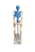 Scientific Instructional Human Skeleton Model With Fold-Out Guide for Biology... | MASKE1