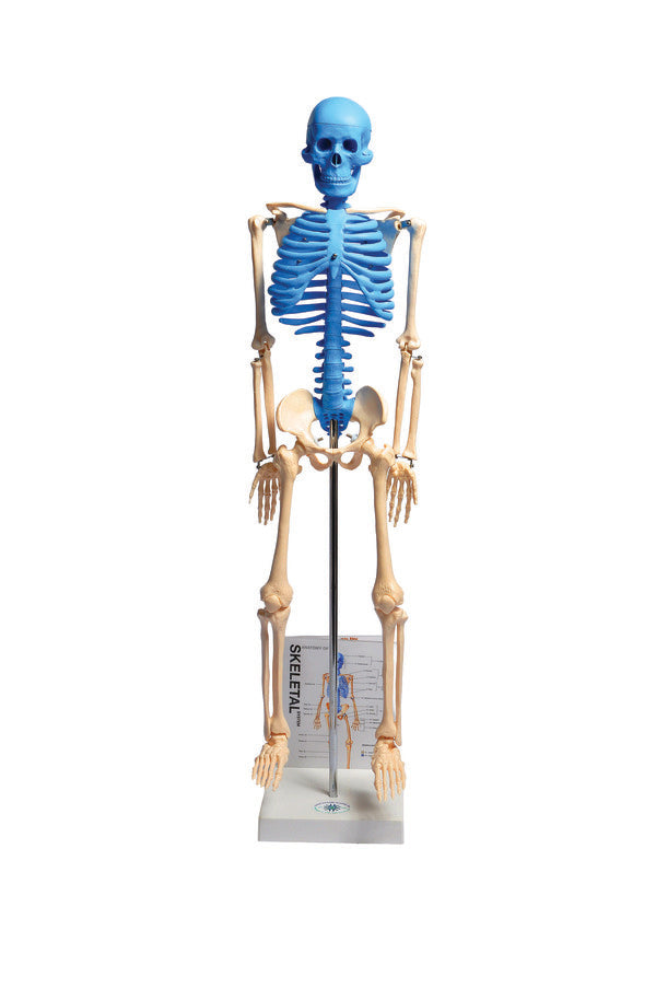 Scientific Instructional Human Skeleton Model With Fold-Out Guide for Biology... | MASKE1