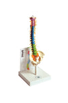 Industrial Task-Focused Human Small Spine Model With Fold-Out Guide for Biolo... | MASPN1