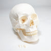 Technical Task-Focused Economy Skull Model for Biology Work | UNPLSKULL