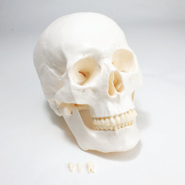 Technical Task-Focused Economy Skull Model for Biology Work | UNPLSKULL