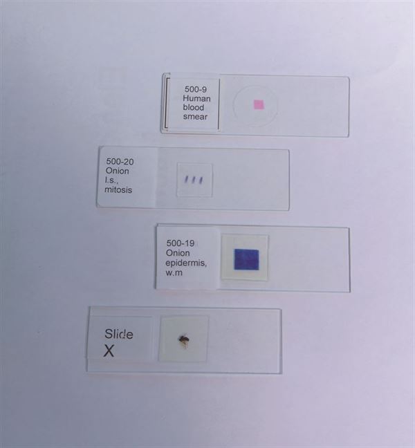 Laboratory Classroom Study Slide Threads, Colored, Crossed for Prepared Slides Work | 100-90