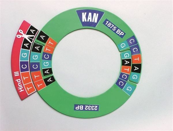 Technical Workflow-Specific Dna Manipulatives Kit for Biology Work | DNAKIT