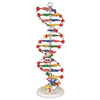 Heavy-Duty Task-Focused Dna Model (One Model, Unassembled) for Biology Work | DNAM03-U