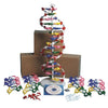 Research-Grade Application-Specific Dna Model Kit With Four Models And Cd ... | DNAM01-K4