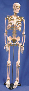 Technical Bench-Ready Human Skeleton Model, 85cm | United Scientific HSKL85 | HSKL85