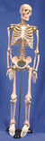 Technical Bench-Ready Human Skeleton Model, 85cm | United Scientific HSKL85 | HSKL85