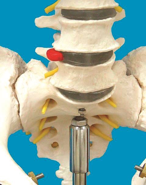 Laboratory Workflow-Specific Human Skeleton Model, Life-Sized | HSLS01