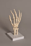 Technical Laboratory Task-Focused Human Hand Model | HUHN01