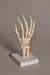 Technical Laboratory Task-Focused Human Hand Model | HUHN01