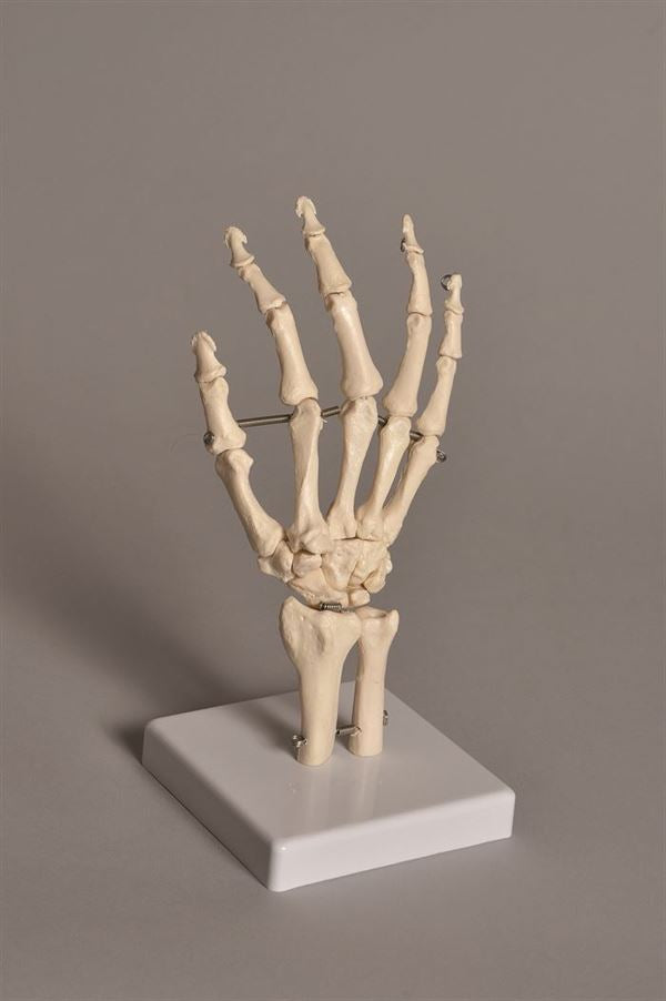 Technical Laboratory Task-Focused Human Hand Model | HUHN01