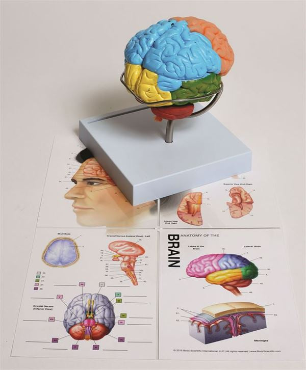 Heavy-Duty Bench-Ready Human Brain Model, 8-Part | United Scientific MABR08 | MABR08