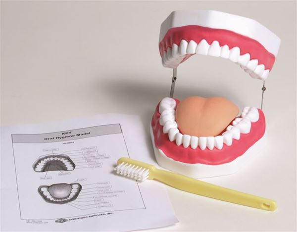Scientific Laboratory Task-Focused Oral Hygiene Model | MAOH01