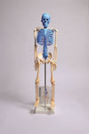United Scientific® Human Skeleton Model With Fold-Out Guide | MASKE1