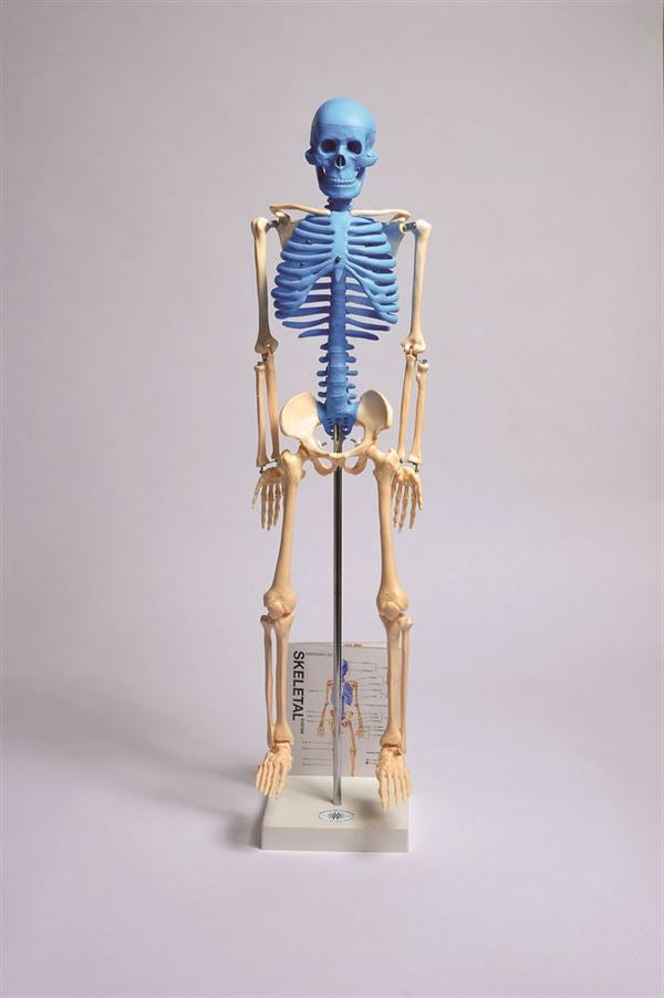 United Scientific® Human Skeleton Model With Fold-Out Guide | MASKE1