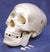 Technical Laboratory Instructional Human Skull Model | PSM001