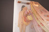 Workflow-Specific See-Through Sally™ Human Anatomy Display | SEETHS1