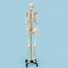 Laboratory Workflow-Specific Human Skeleton Model, Life-Sized | HSLS01