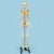 Laboratory Workflow-Specific Human Skeleton Model, Life-Sized | HSLS01