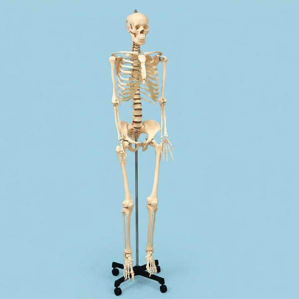 Laboratory Workflow-Specific Human Skeleton Model, Life-Sized | HSLS01
