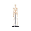 Technical Task-Focused Human Skeleton Model, 42cm for Biology Work | HSKL42