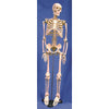 Technical Bench-Ready Human Skeleton Model, 85cm | HSKL85