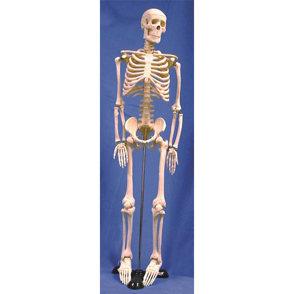 Technical Bench-Ready Human Skeleton Model, 85cm | HSKL85
