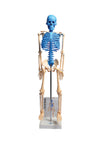 Scientific Instructional Human Skeleton Model With Fold-Out Guide for Biology... | MASKE1