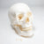 Technical Task-Focused Economy Skull Model for Biology Work | UNPLSKULL