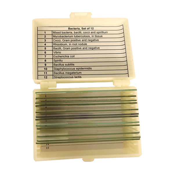 Research-Grade Task-Focused Bacteria Slide for Microscope Slides Work | UNSLBAC12